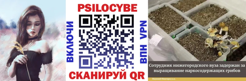 Галлюциногенные грибы Psilocybe  Щёлкино 